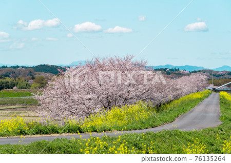 櫻花和油菜花盛開的里山 田園詩般的春景 a-2 淺色調 76135264