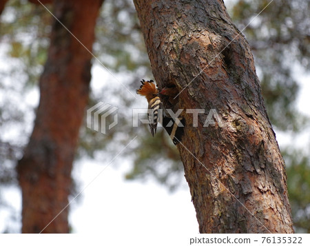 Hoots. Birds. Pine. Meat. 76135322