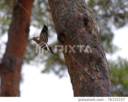 戴勝，鳥，松樹，育雛者 76135337