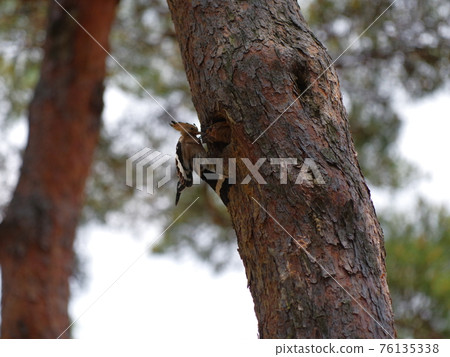 戴勝，鳥，松樹，育雛者 76135338