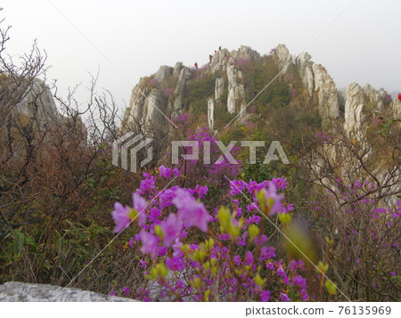 康津郡, 竹雀山, 休養林, 石山 康津郡, 竹雀山, 休養林, 石山 76135969
