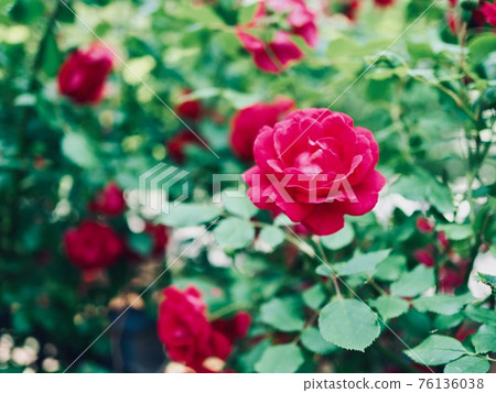 natural red roses, flowers, plants natural red roses, flowers, plants 76136038