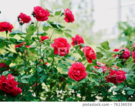 natural red roses, flowers, plants 76136039