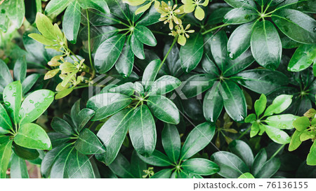 Green dwarf umbrella tree (Schefflera arboricola) in a garden 76136155