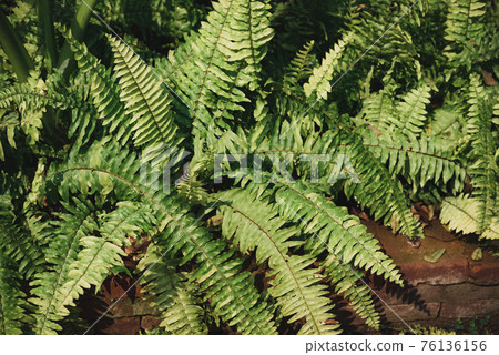 Sword fern or fishbone fern growing in a garden, Ornamental plant 76136156