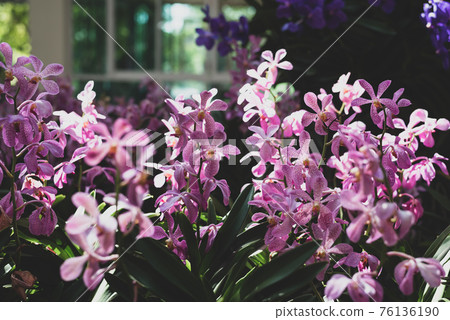 Beautiful pink orchid blossom in garden, Spring season, Nature background 76136190