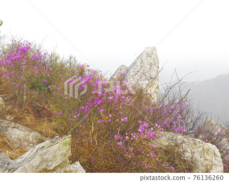 Jujaksan Mountain. Azalea flowers. Gangjin County. Rock Mountain Jujaksan Mountain. Azalea flowers. Gangjin County. Rock Mountain 76136260