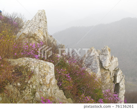 Jujaksan Mountain. Azalea flowers. Gangjin County. Rock Mountain Jujaksan Mountain. Azalea flowers. Gangjin County. Rock Mountain 76136261