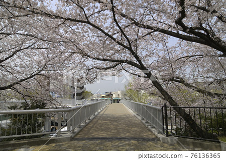 千里新城桃山台（大阪府吹田市）“椎木橋”的櫻花 76136365