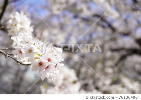 Cherry Blossoms Cherry Blossoms 76136490