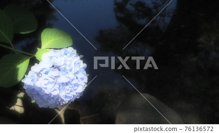 池塘邊盛開的一朵繡球花[六月] 76136572