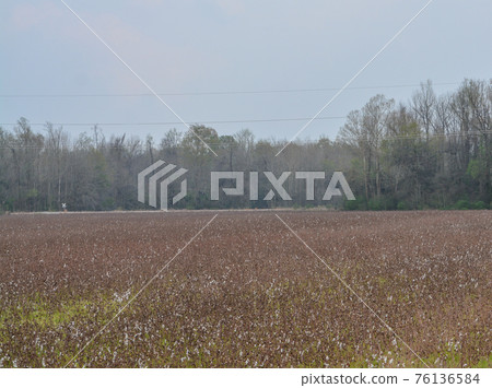 Cotton is a soft, fluffy staple fiber that grows in a boll, or protective case, around the seeds of the cotton plants in Mississippi 76136584