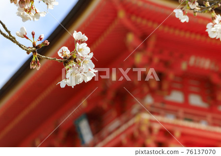 Kiyomizu-dera cherry blossoms after renovation 76137070
