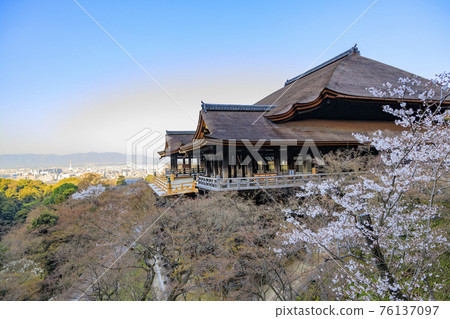 Kiyomizu-dera cherry blossoms after renovation 76137097