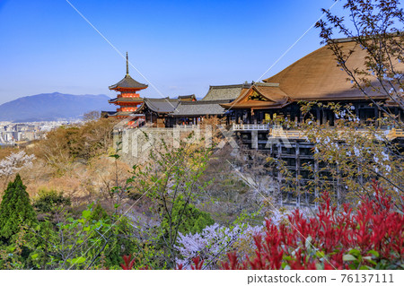 Kiyomizu-dera cherry blossoms after renovation 76137111