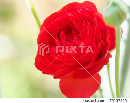 A bright red ranunculus 76137213