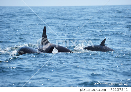 一群在知床海中游玩的逆戟鯨（北海道羅蘇） 76137241
