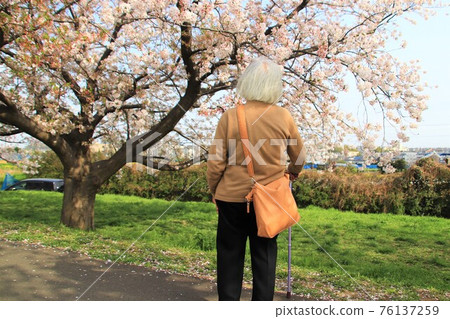 愛櫻花的老婦人 愛櫻花的老婦人 76137259