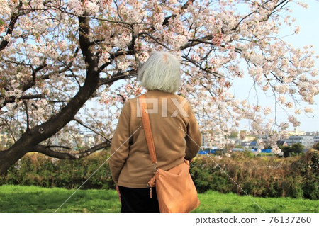 Senior woman who loves cherry blossoms Senior woman who loves cherry blossoms 76137260
