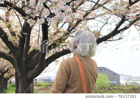 愛櫻花的老婦人 愛櫻花的老婦人 76137261
