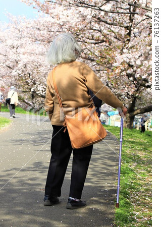 Senior woman who loves cherry blossoms Senior woman who loves cherry blossoms 76137263