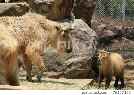Golden takin of mother and child spending leisurely 76137302