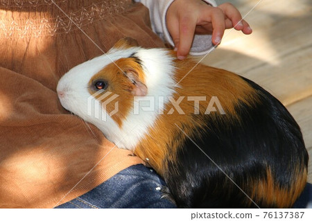Guinea pigs Popular items in the contact corner, useful creatures 76137387