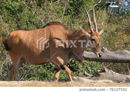 Eland with cool white vertical stripes Eland with cool white vertical stripes 76137502