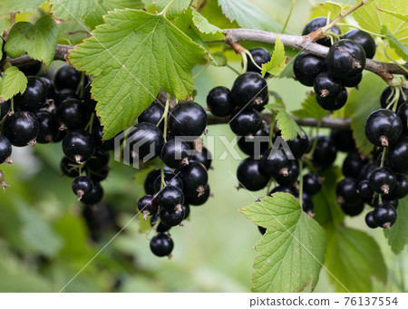 Branch of black currant with ripe berries and leaves on natural green background. Branch of black currant with ripe berries and leaves on natural green background. 76137554