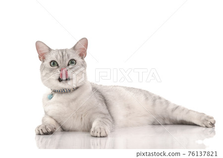 Cute british short hair cat looking at camera and licking lips 76137821