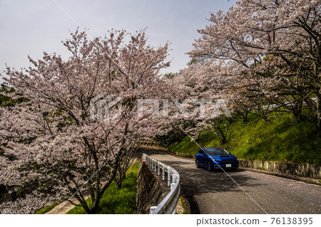 A blue car in a row of cherry blossom trees in full bloom A blue car in a row of cherry blossom trees in full bloom 76138395