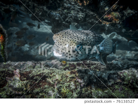 Burrfish at the bottom of the Indian ocean Burrfish at the bottom of the Indian ocean 76138527