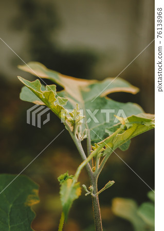 Close up of pea eggplant on plant 76138968