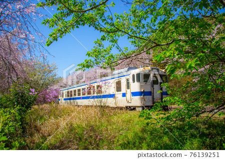 Train departing from Kareigawa Station in Kirishima City, Kagoshima Prefecture Sakura and train in full bloom 76139251