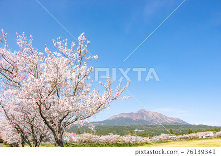 Scenery from Takachiho Farm in Miyakonojo City, Miyazaki Prefecture Cherry blossoms in full bloom and Mt. Takachiho Scenery from Takachiho Farm in Miyakonojo City, Miyazaki Prefecture Cherry blossoms in full bloom and Mt. Takachiho 76139341