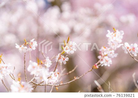 The first cherry blossom in the world, Takatooko Higanzakura and the blue sky in Takato Castle Ruins Park [Nagano Prefecture] 76139821