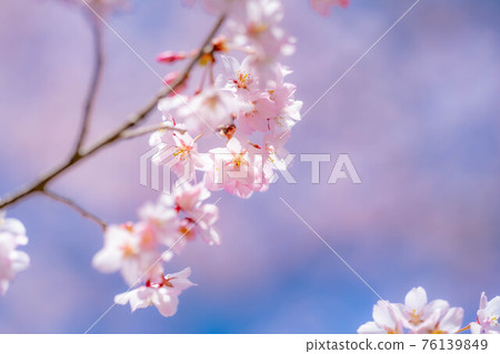 The first cherry blossom in the world, Takatooko Higanzakura and the blue sky in Takato Castle Ruins Park [Nagano Prefecture] 76139849