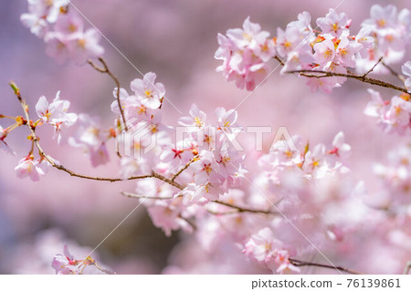 The first cherry blossom in the world, Takatooko Higanzakura and the blue sky in Takato Castle Ruins Park [Nagano Prefecture] 76139861