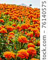 This is a photo of tulips in a park. 76140575