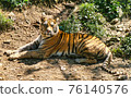 This is a photo of a tiger in a park. 76140576