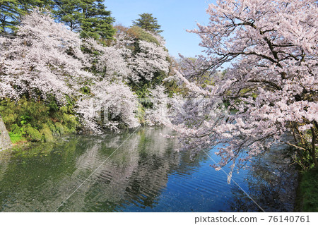 Cherry blossoms at Takaoka castle park Cherry blossoms at Takaoka castle park 76140761