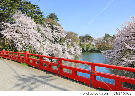Cherry blossoms at Takaoka castle park Cherry blossoms at Takaoka castle park 76140762