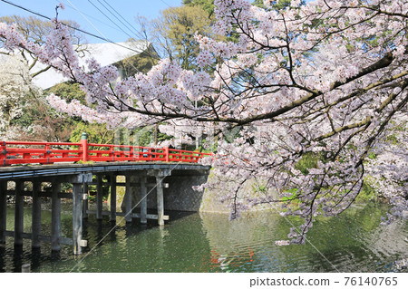 在高岡城堡公園的櫻花 在高岡城堡公園的櫻花 76140765