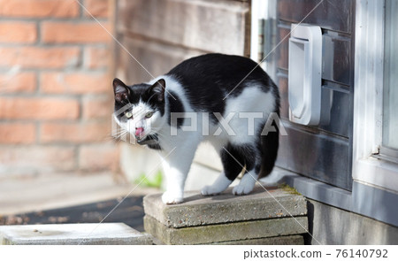 Cat with GPS escapes from a cat door Cat with GPS escapes from a cat door 76140792