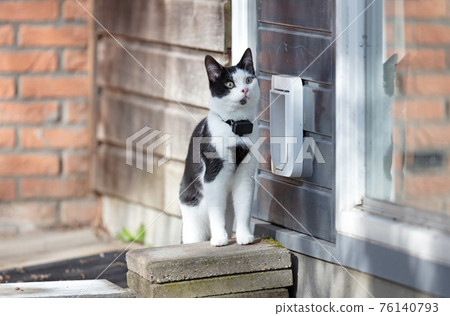 Cat with GPS escapes from a cat door Cat with GPS escapes from a cat door 76140793