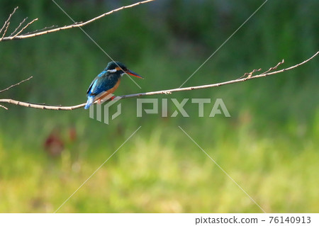 基於分支的母翠鳥 76140913