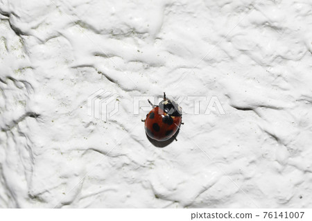 Nana Hoshi Tentou 76141007