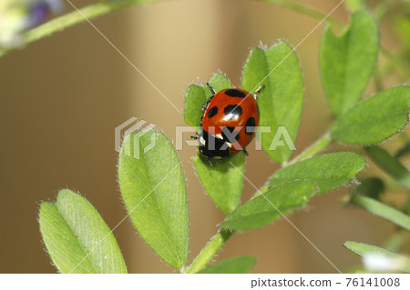 Nana Hoshi Tentou Nana Hoshi Tentou 76141008