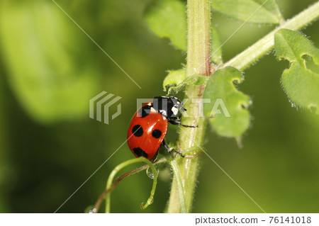 Nana Hoshi Tentou 76141018