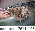 Bathing a Hedgehog 76141103